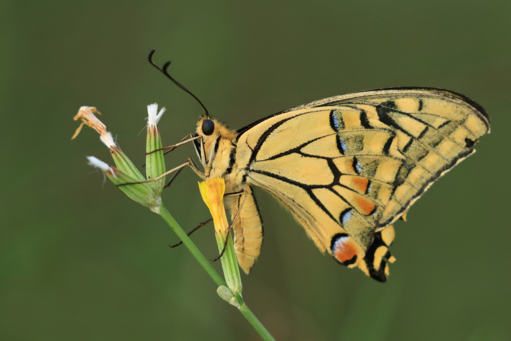 Swallowtail von Simun Ascic