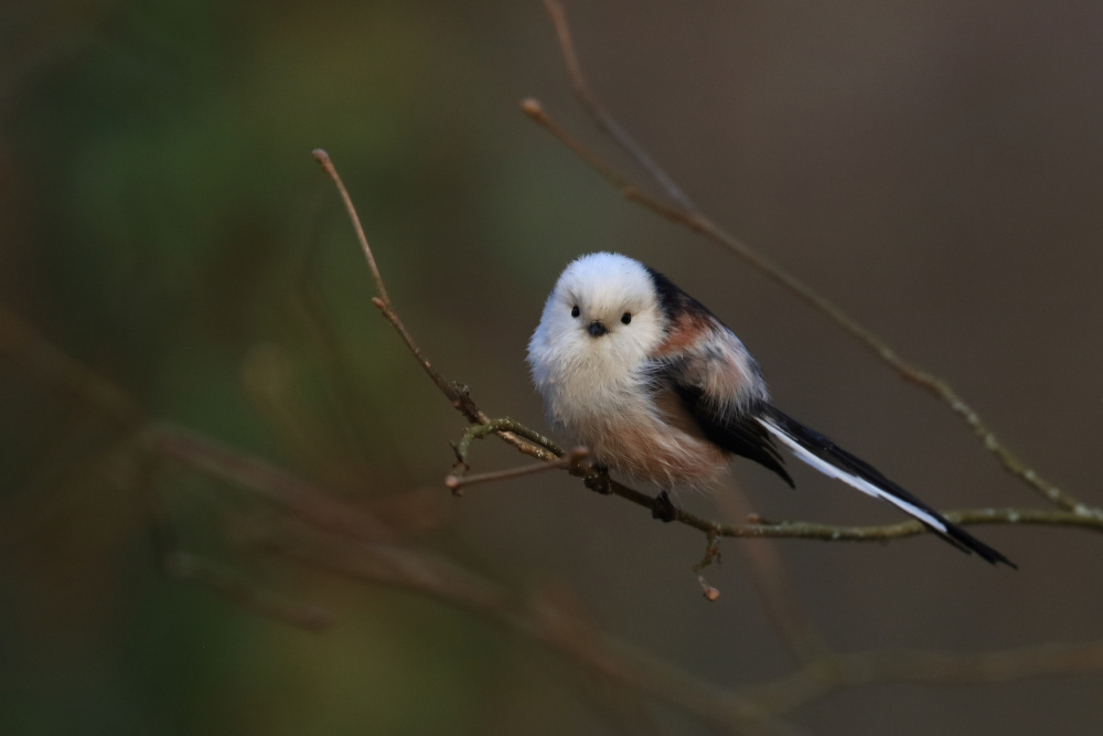 Long-tailed tit von Simun Ascic