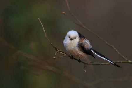 Long-tailed tit