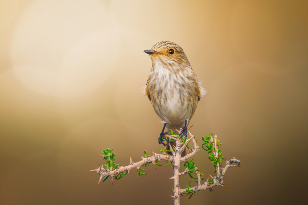 Spotted Flycatcher von Sina Pezeshki