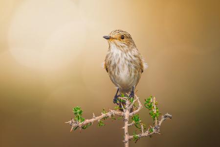 Spotted Flycatcher