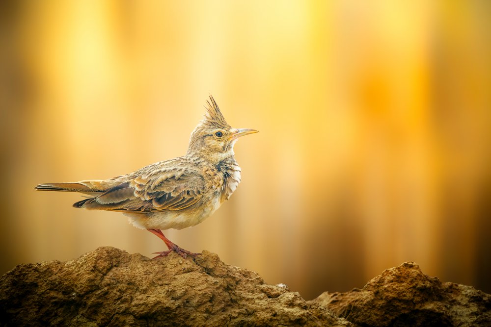 Golden Moment von Sina Pezeshki