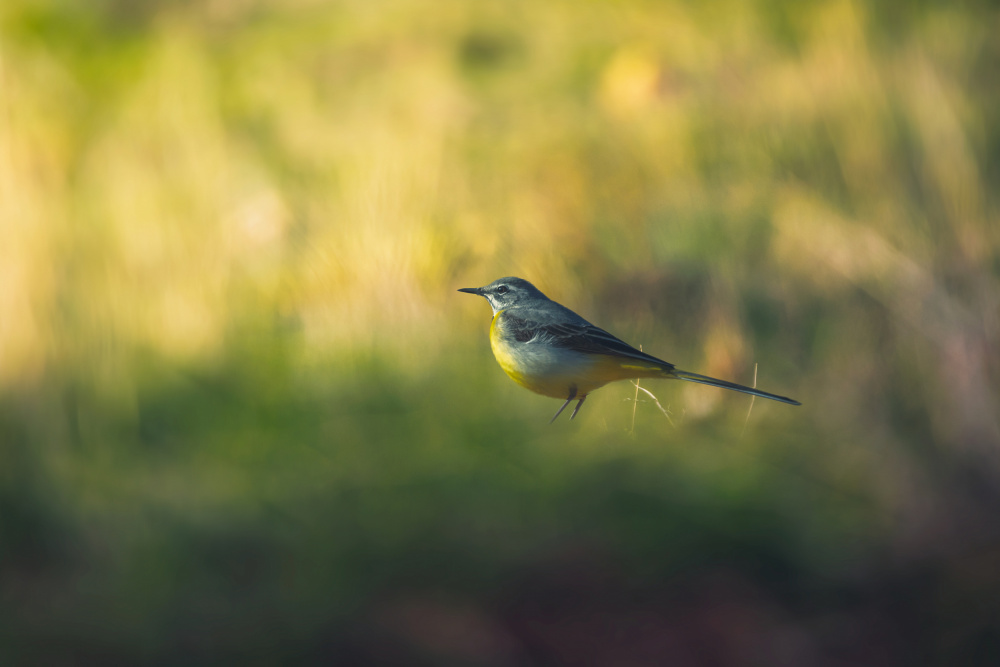 Grey Wagtail von Sina Pezeshki