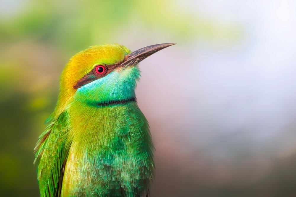 Little Bee-eater von Sina Pezeshki