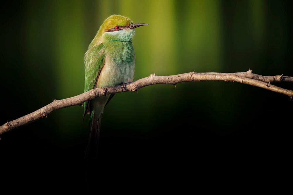 Little Bee-eater von Sina Pezeshki