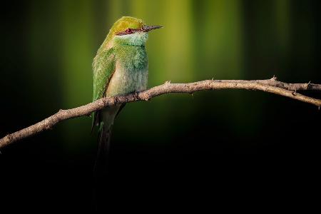 Little Bee-eater