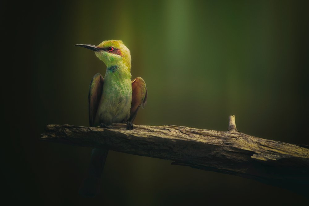 Little Bee-eater von Sina Pezeshki