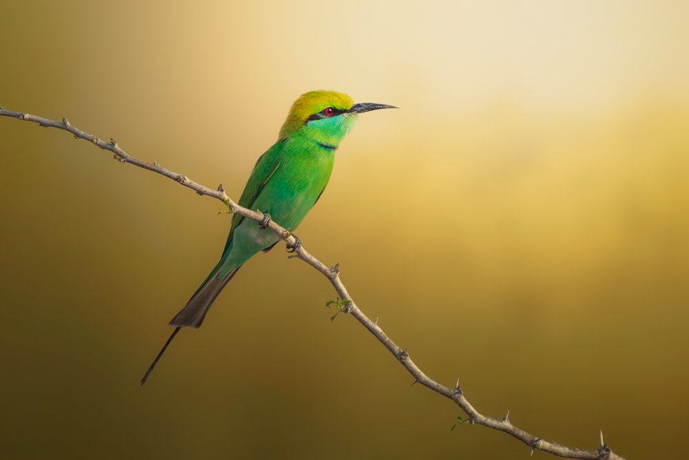 Little Bee-eater von Sina Pezeshki