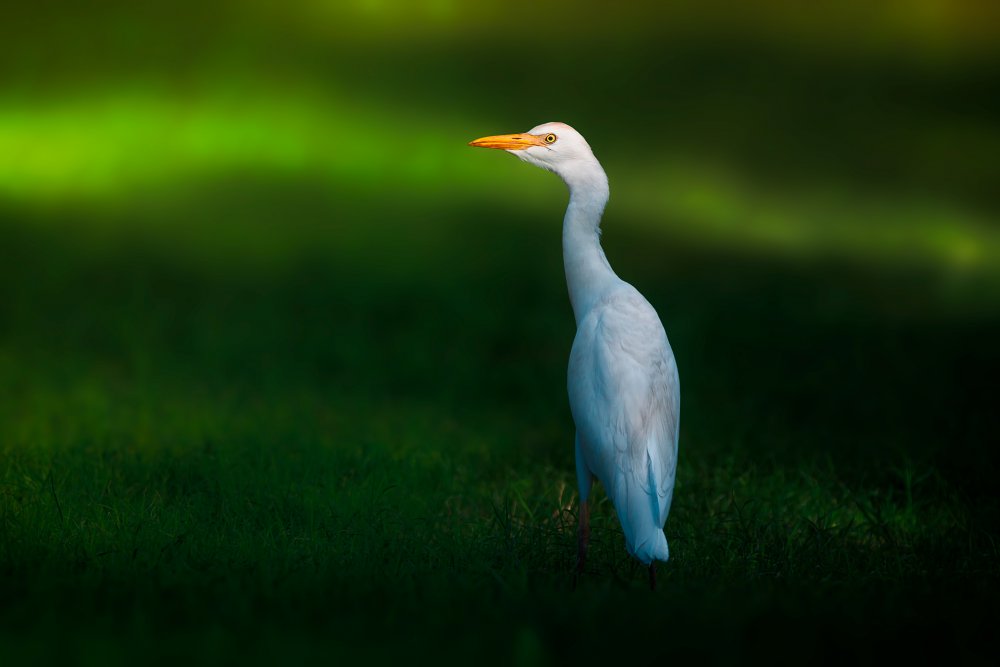 Cattle Egret von Sina Pezeshki