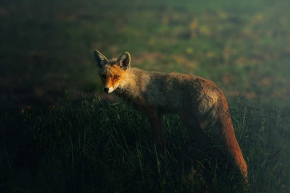 Mr. Fox von Sina Pezeshki