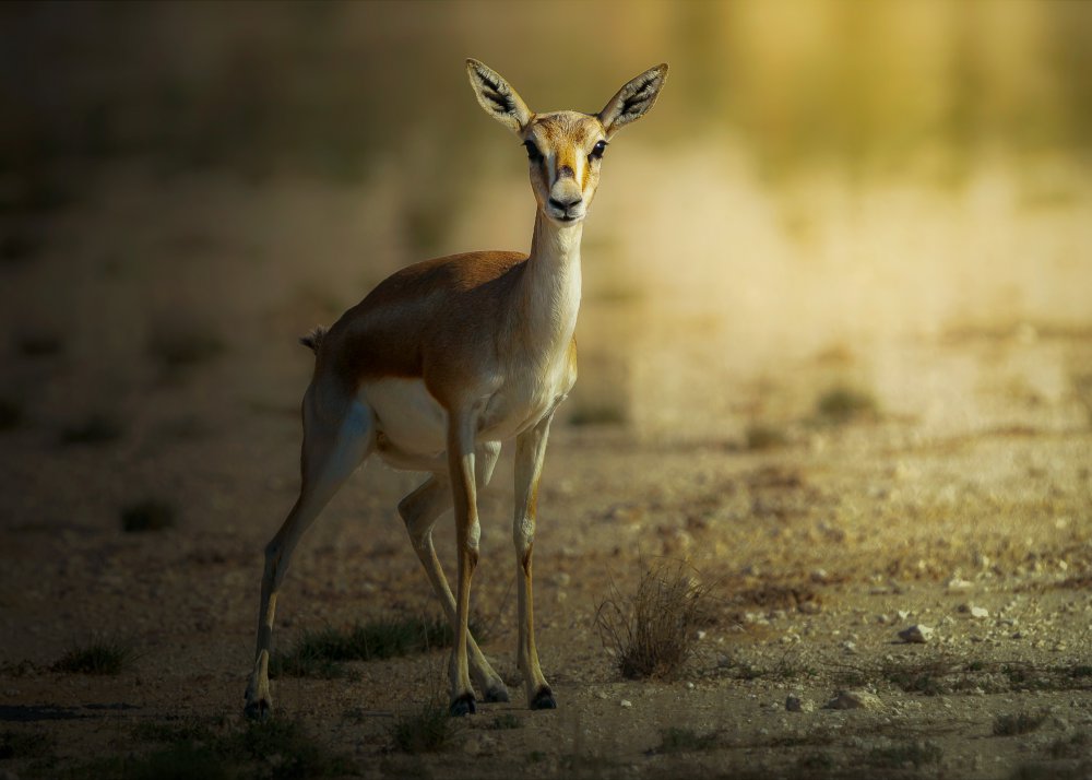 Persian Gazelle! von Sina Pezeshki