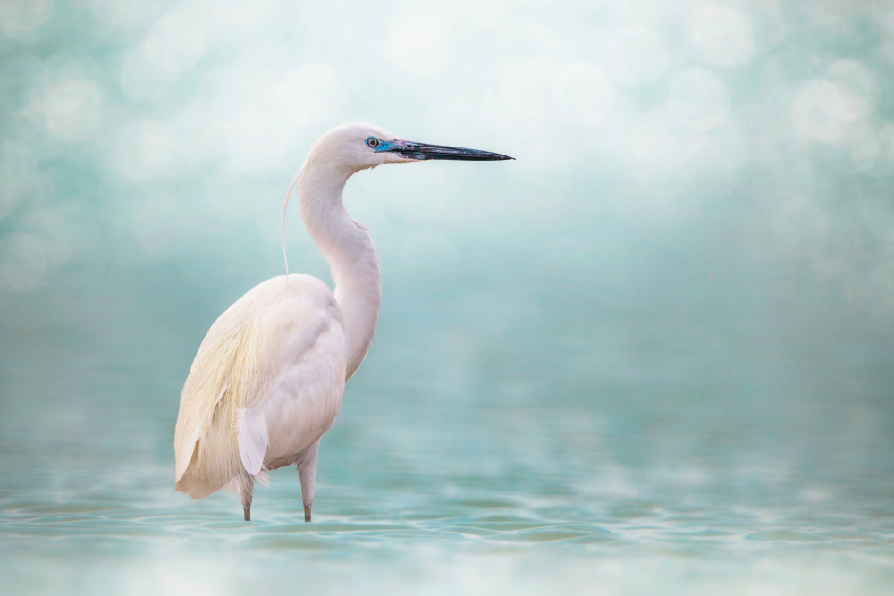 Reef Heron von Sina Pezeshki