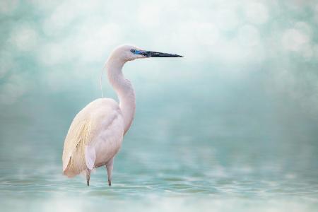 Reef Heron