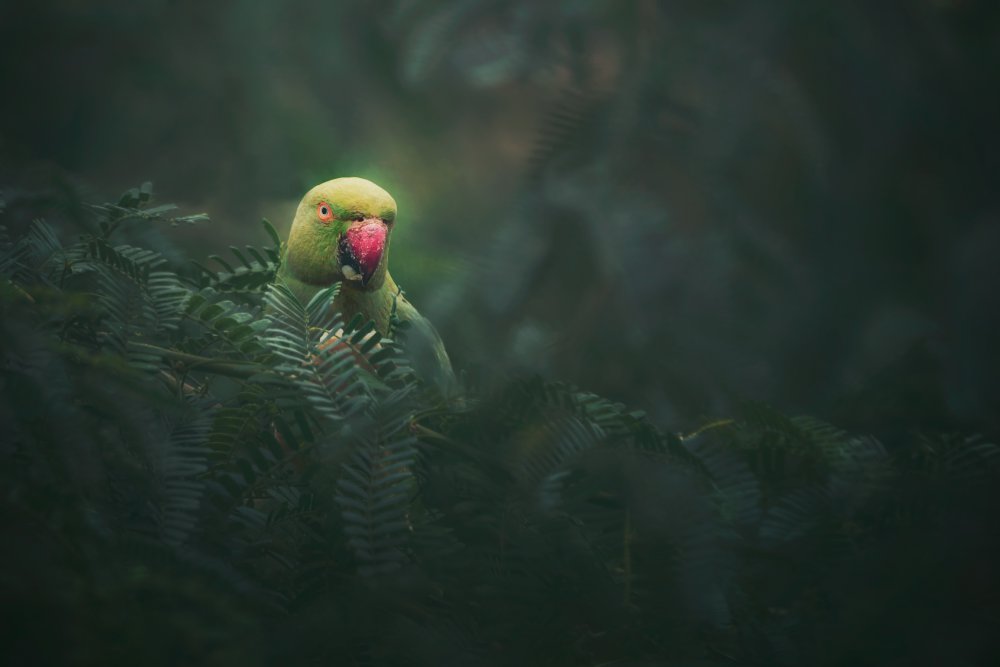 Rose-Ringed Parakeet von Sina Pezeshki