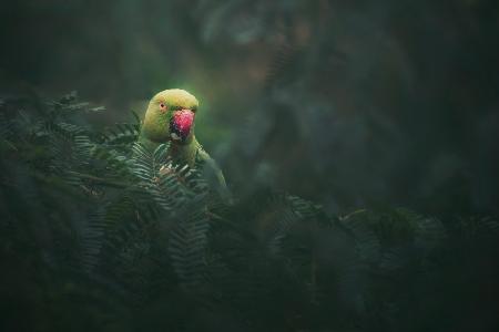 Rose-Ringed Parakeet