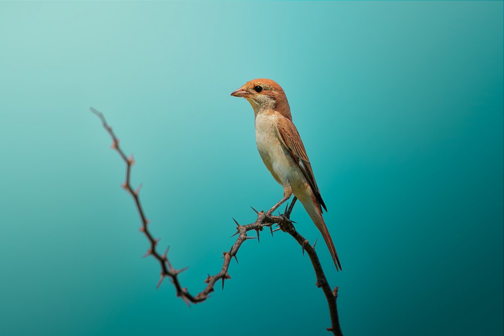 Red Tailed Shrike! von Sina Pezeshki