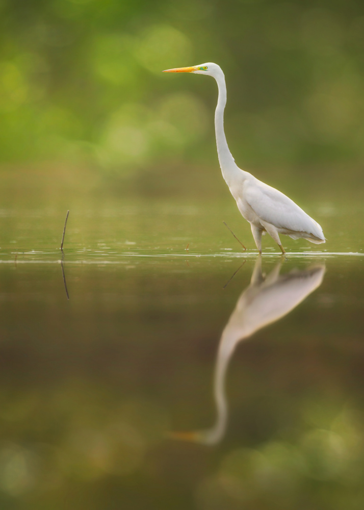 Great Egret von Sina Pezeshki