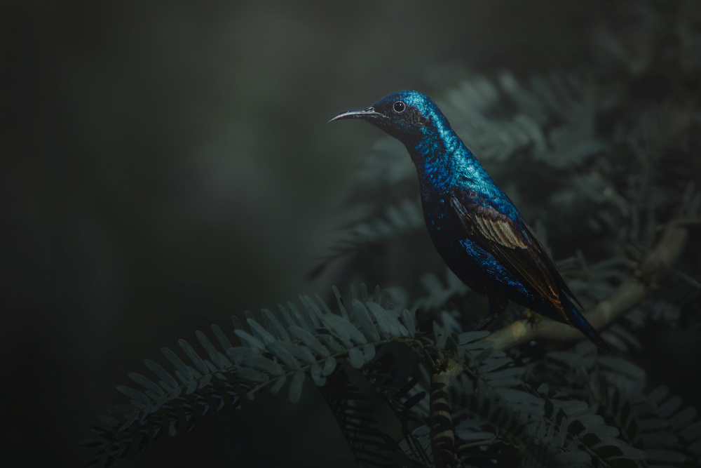 Sunbird von Sina Pezeshki