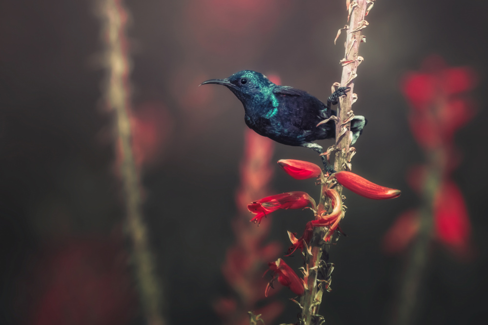 Sunbird von Sina Pezeshki