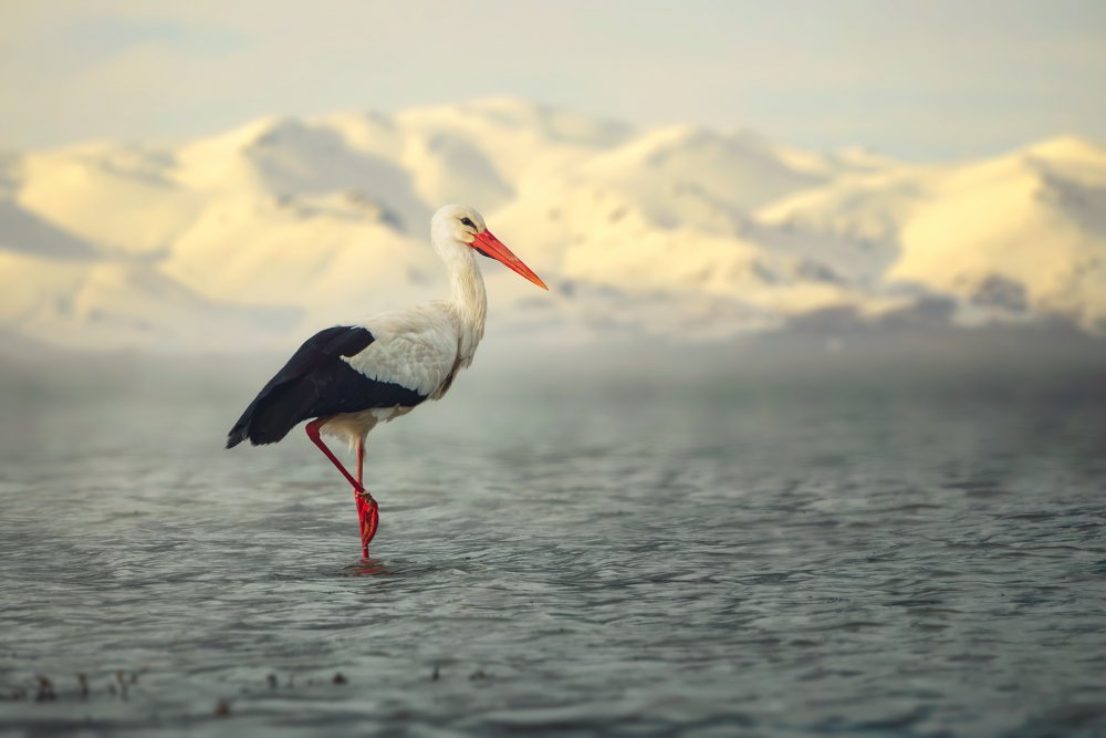 White Stork von Sina Pezeshki