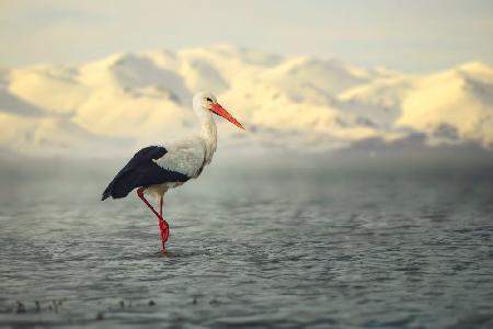 White Stork