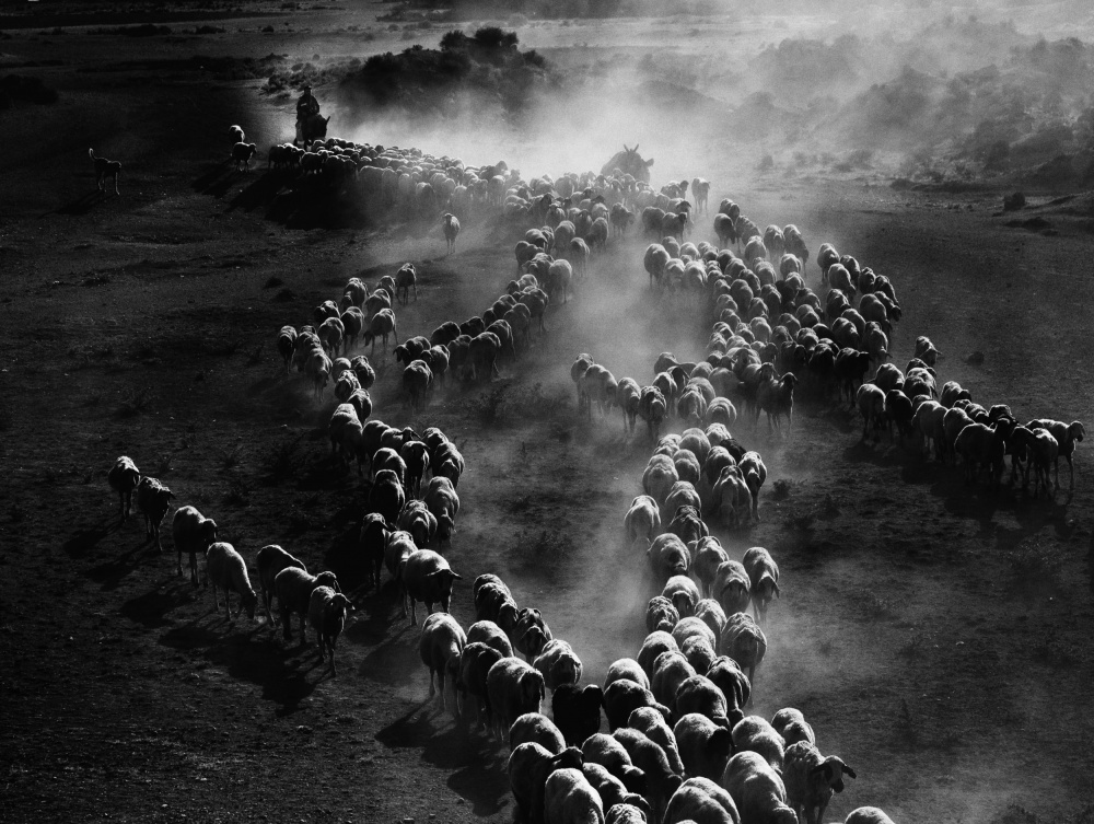 dust of the flock von Sinem MADEN