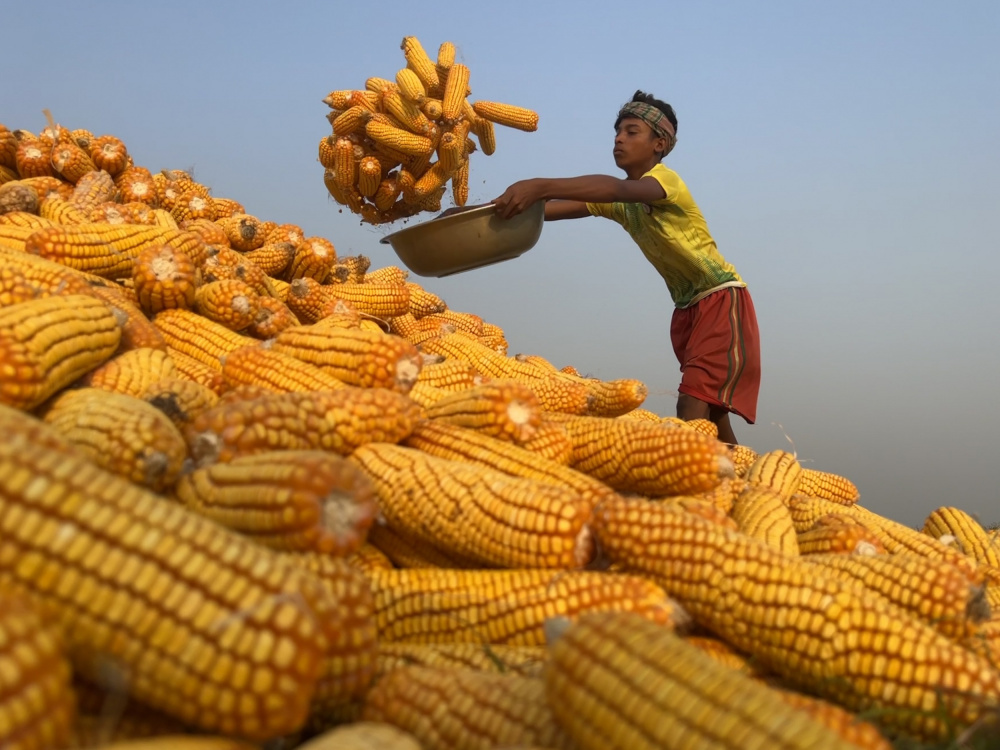 Corn processing von Siraj Akram Kayes