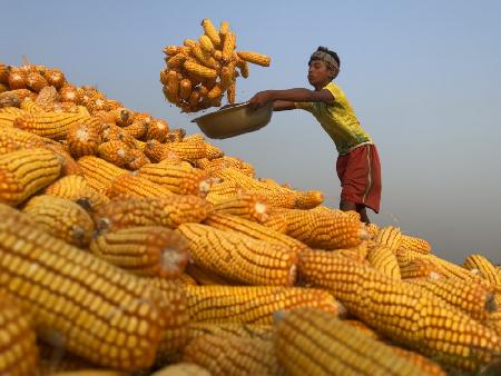 Corn processing