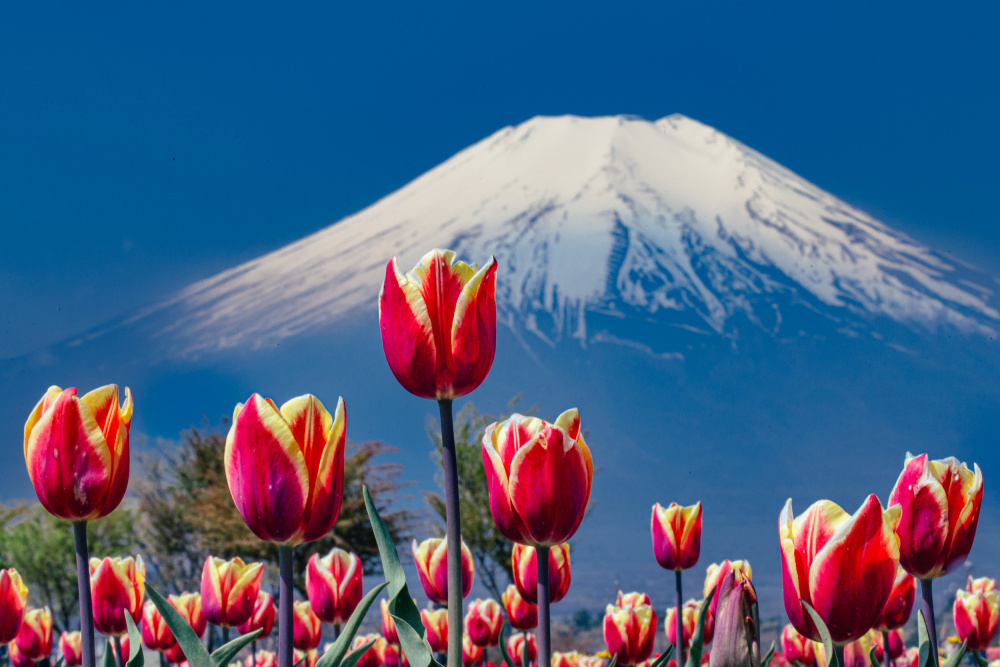 Tulips and Mt. Fuji von sirou.minami