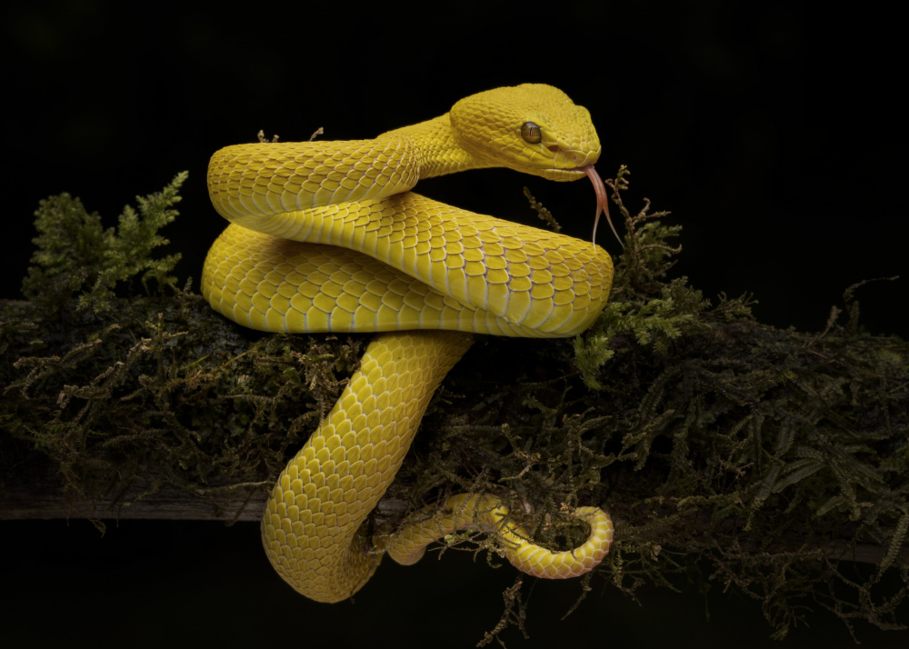 yellow viper von Sita Gramich