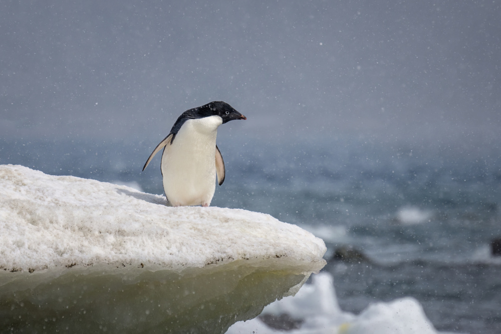 Adelie penguin in snow shower von Siyu and Wei Photography