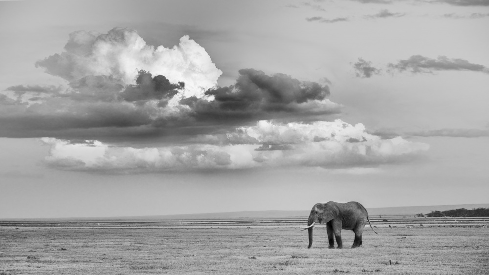 Alone von Siyu and Wei Photography