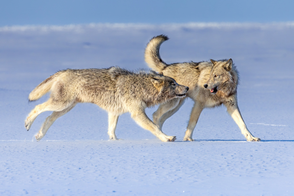 Alpha pair of a cloud wolf pack von Siyu and Wei Photography