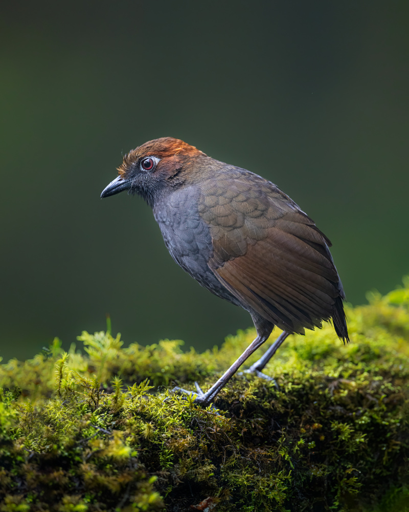 Chestnut-crowned Antpita von Siyu and Wei Photography