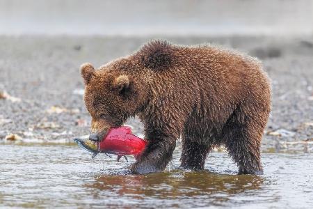 Baby Bear and Itss Catch