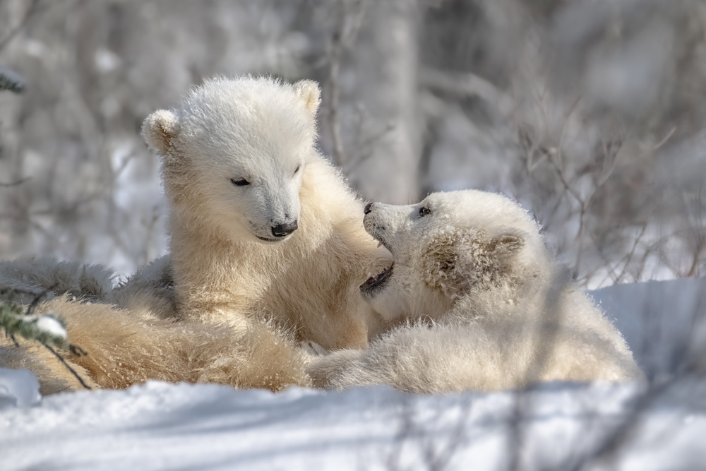 Baby polar bears von Siyu and Wei Photography