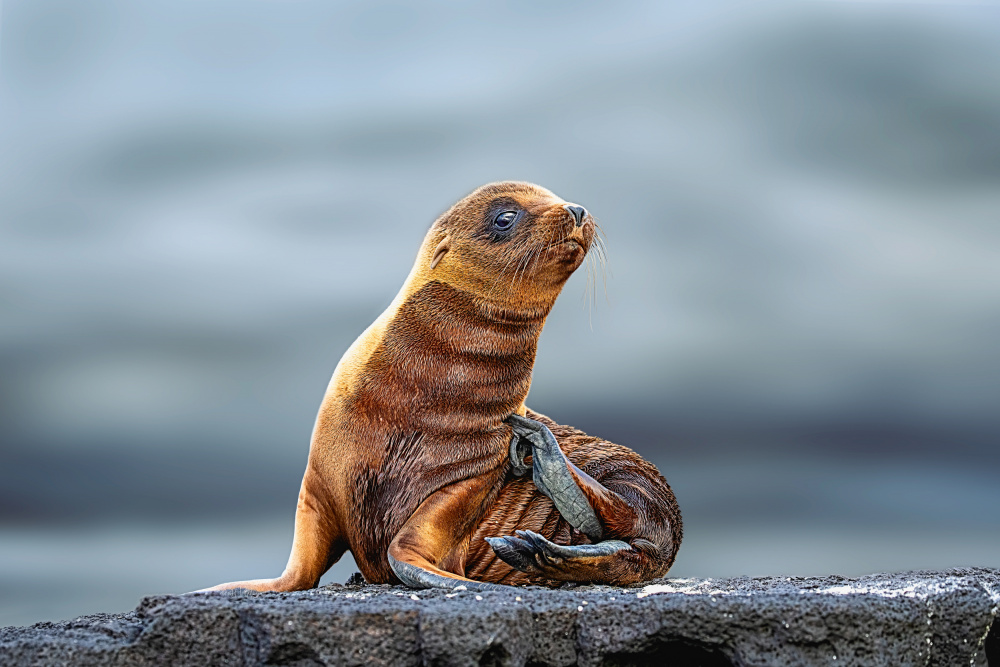 Baby Seal von Siyu and Wei Photography