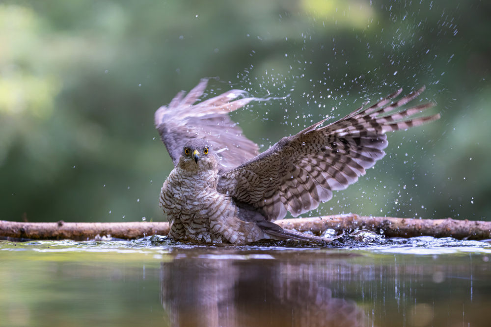 Bathing sparowhawk von Siyu and Wei Photography