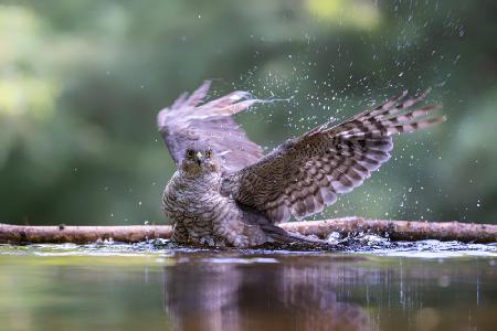 Bathing sparowhawk