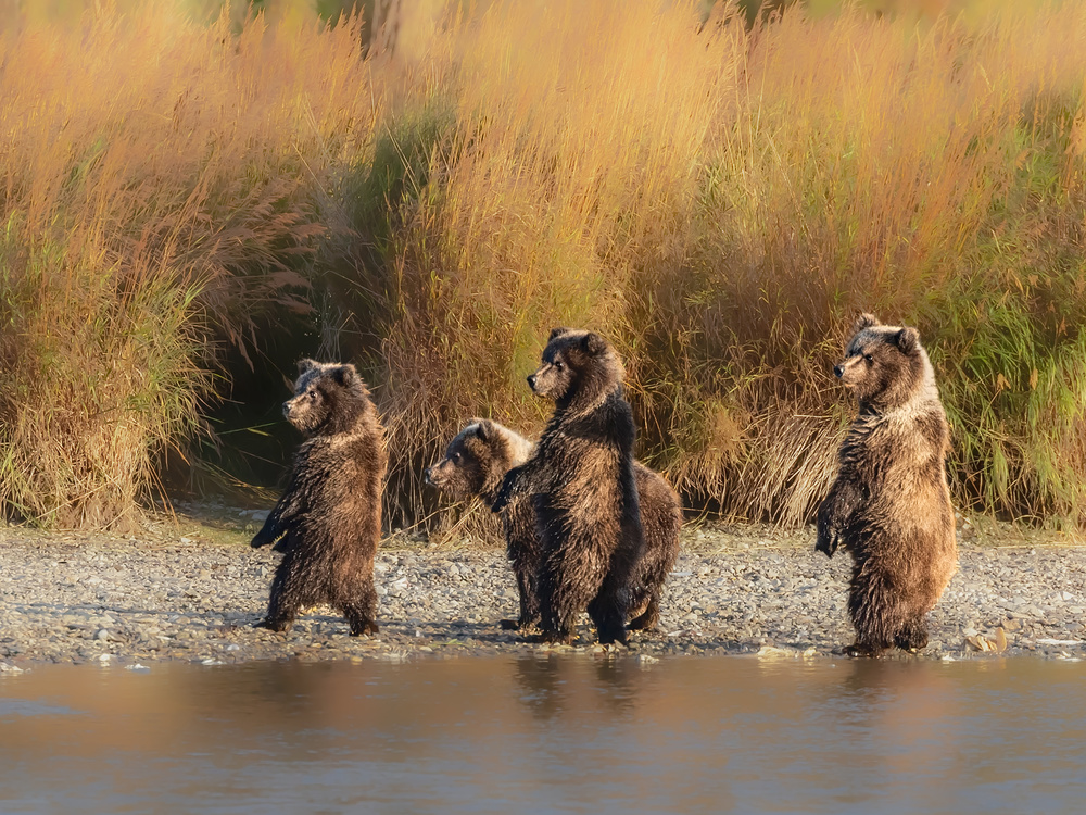 bear cubs von Siyu and Wei Photography