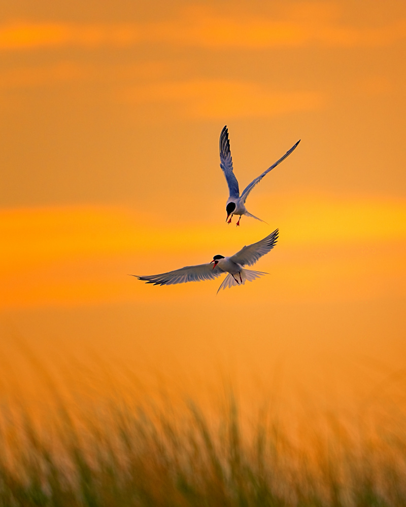 Coming home at sunset von Siyu and Wei Photography