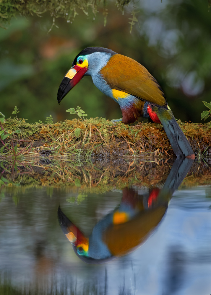 Plate-billed Mountain-Toucan von Siyu and Wei Photography