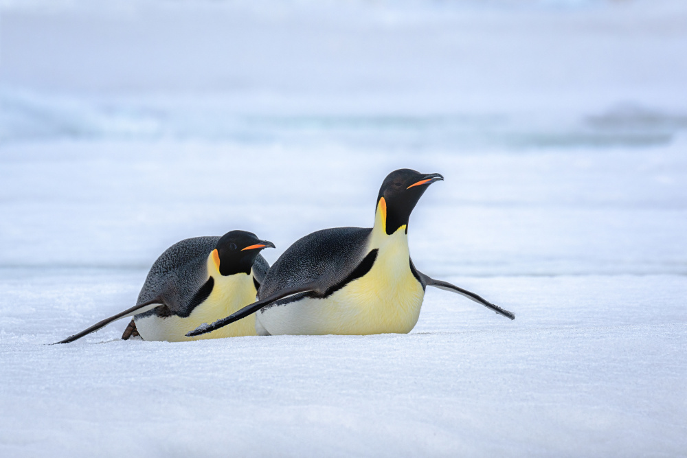 Moving on Ice von Siyu and Wei Photography