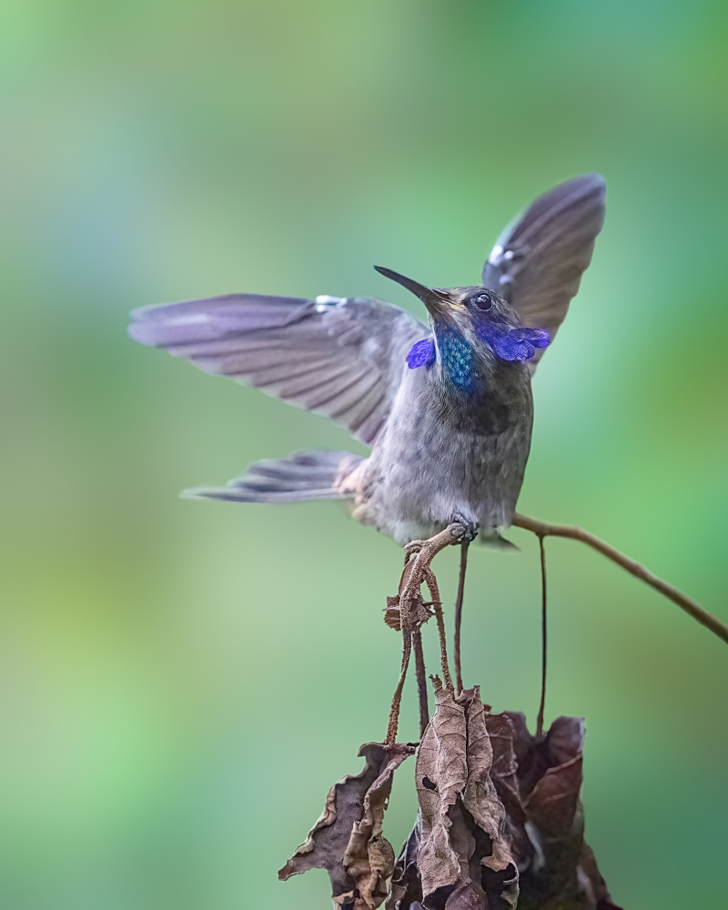 Brown Violetear von Siyu and Wei Photography