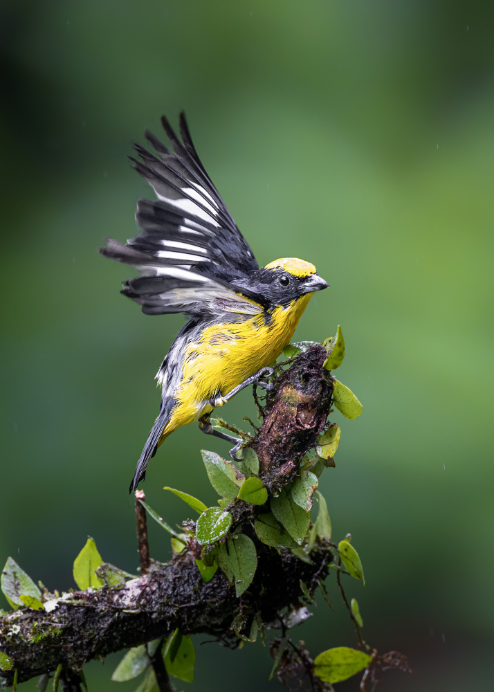 Thick-billed Euphonia von Siyu and Wei Photography