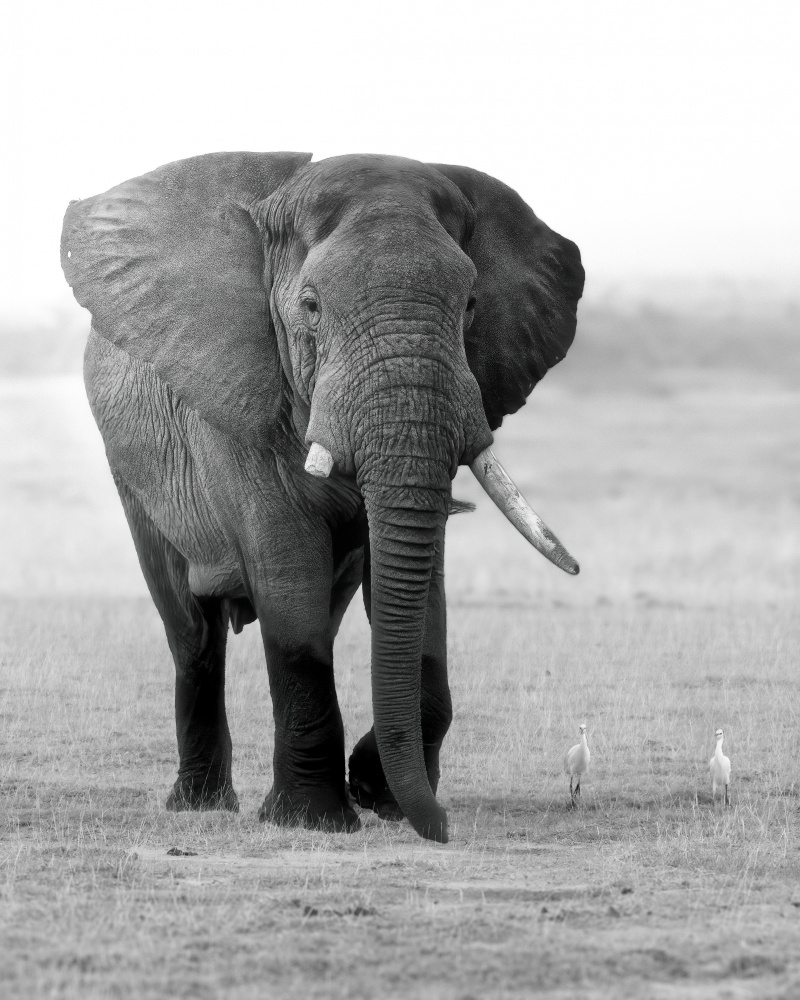 An Elephant with a Broken Tooth von Siyu and Wei Photography