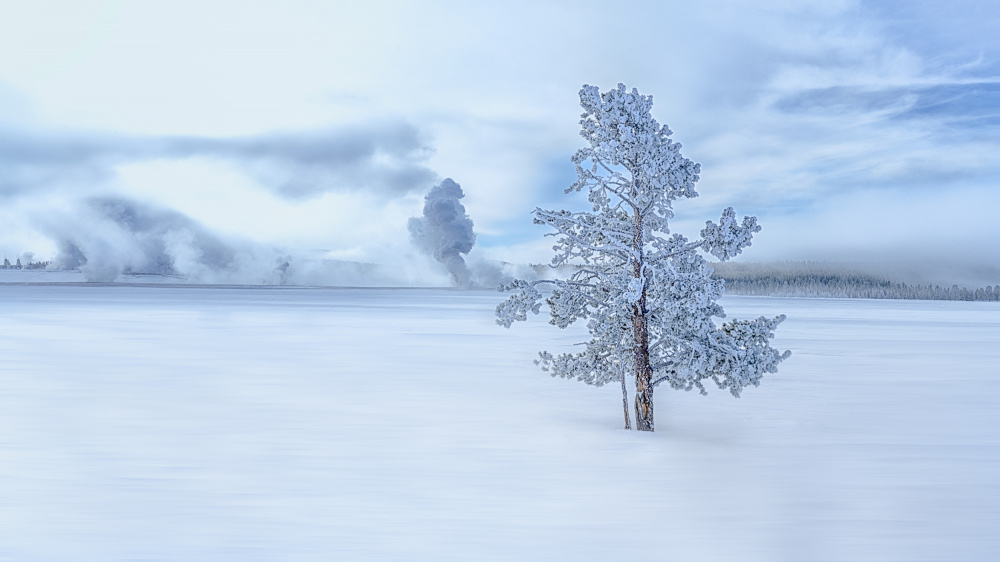 A snow covered longly tree von Siyu and Wei Photography