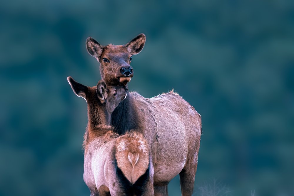 A Tender Moment with Mom von Siyu and Wei Photography