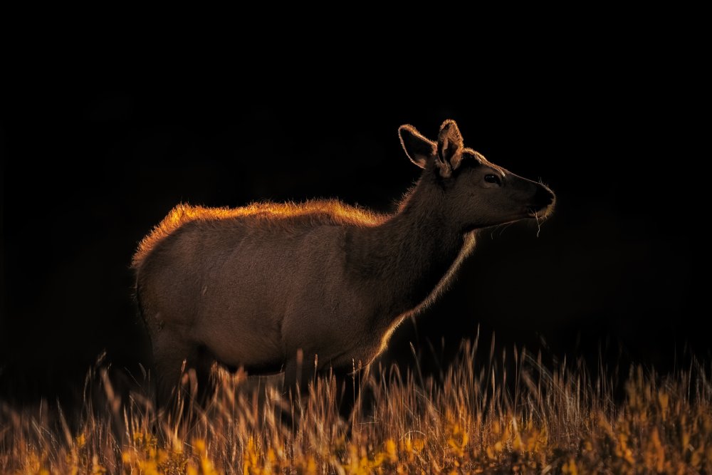 A Cow at Sunset von Siyu and Wei Photography