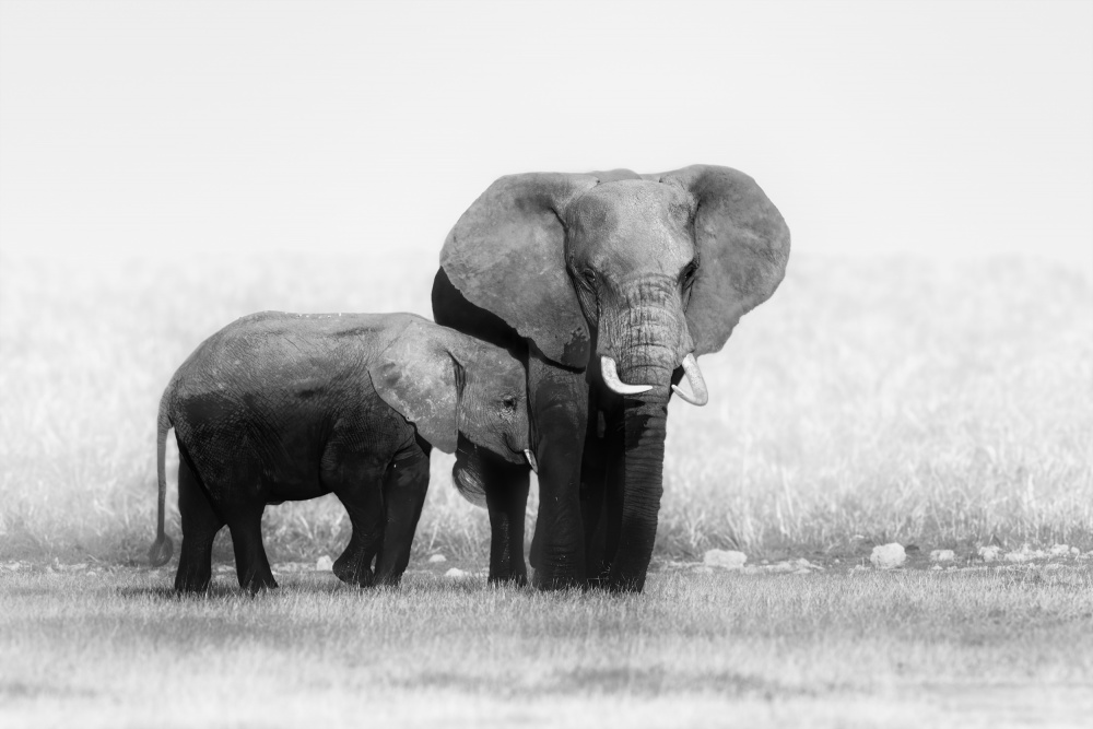 Mother and Calf Elephants von Siyu and Wei Photography